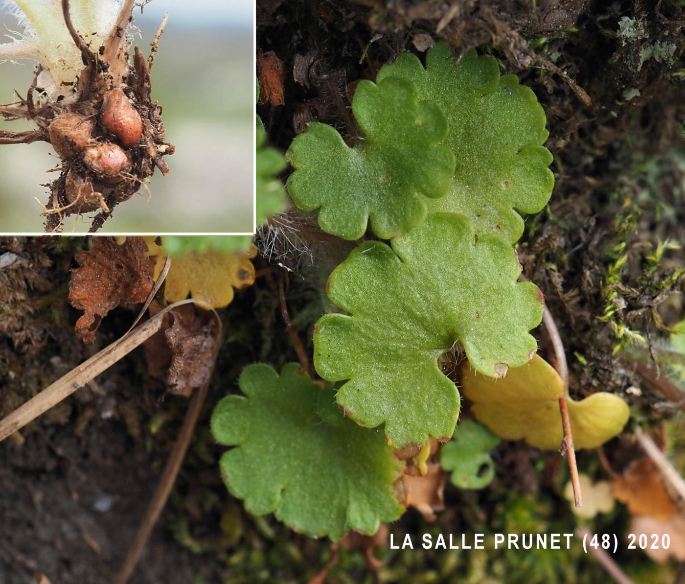 Saxifrage, Meadow leaf